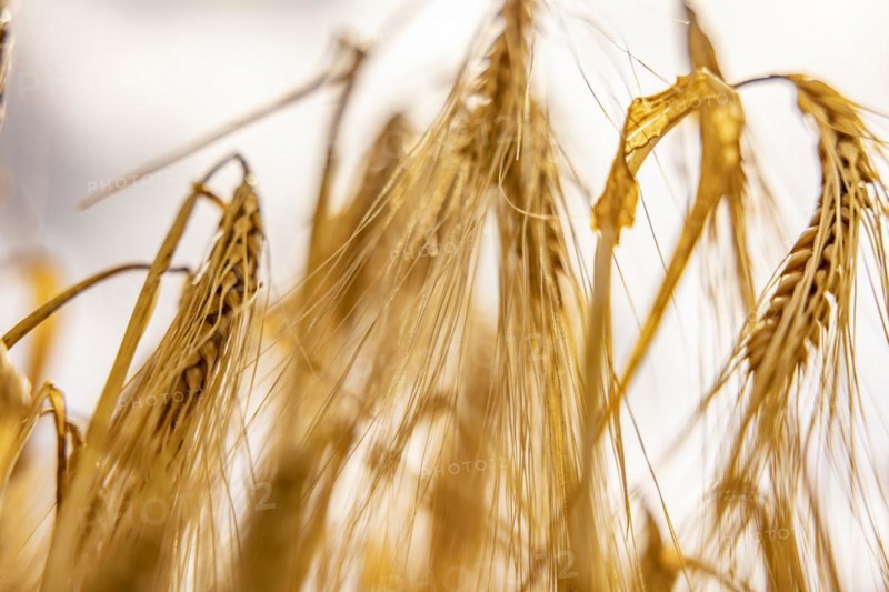 Blurred photograph of waving barley ears in the field, Cologne, North Rhine-Westphalia, Germany, Europe