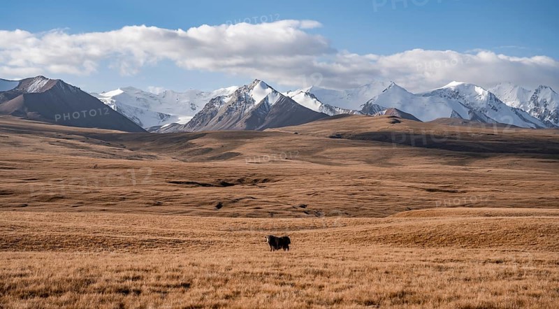 Glaciated and snow-covered mountains, yak in autumnal mountain landscape with yellow grass, Tian Shan, Sky Mountains, Sary Jaz Valley, Kyrgyzstan, Asia