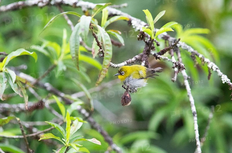 Oriental white-eye (Zosterops palpebrosus), Munnar, Kerala, India, Asia
