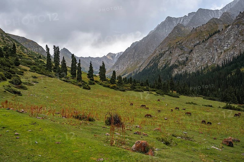 Horses grazing, Green Mountain Valley, Chong Kyzyl Suu Valley, Terskey Ala Too, Tien-Shan Mountains, Kyrgyzstan, Asia