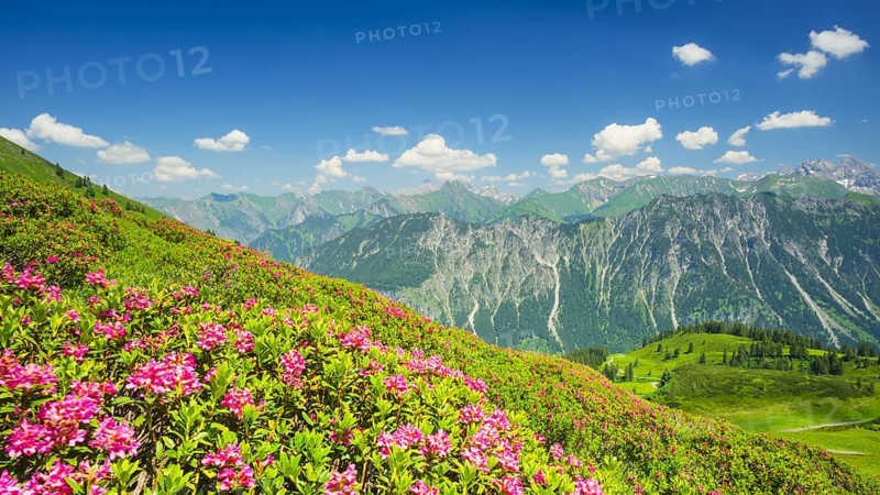 Alpine rose blossom, panorama of the Fellhorn, behind it the Allgaeu Alps, Allgaeu, Bavaria, Germany, Europe