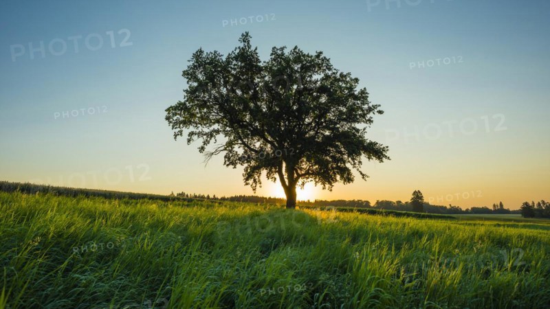Old English oak (Quercus robur), Swabian Alb, Baden-Wuerttemberg, Germany, Europe