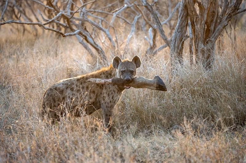 Spotted hyenas (Crocuta crocuta) with the leg of a Giraffe in its mouth, adult female animal in high grass in the evening light, Kruger National Park, South Africa, Africa