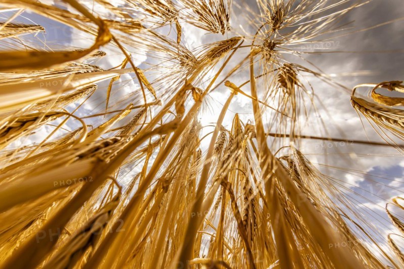 Ripe, golden ears of barley in the foreground with brightly lit clouds in the background, Cologne, North Rhine-Westphalia, Germany, Europe