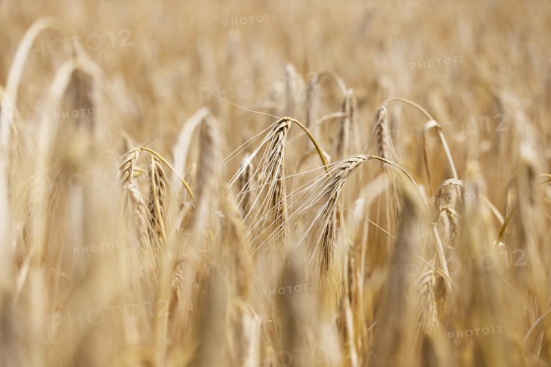 Detailed view of ripe barley ears on a cornfield, Cologne, North Rhine-Westphalia, Germany, Europe
