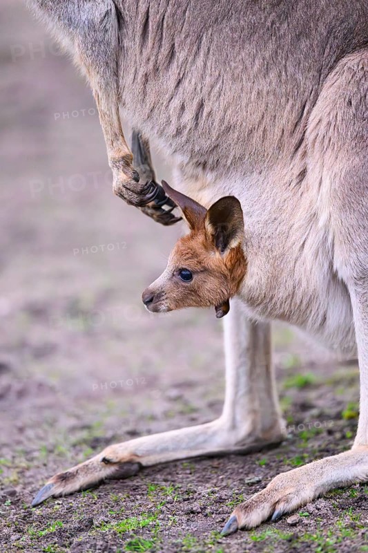Eastern grey kangaroo (Macropus giganteus) carring a smalll baby in his pouches, captive, to be found in Australia