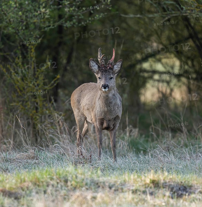 European roe deer (Capreolus capreolus), roebuck in winter coat, winter cover, one antler in the bast, one pole freshly swept still red from blood, no injury normal process, wildlife, Thuringia, Germany, Europe