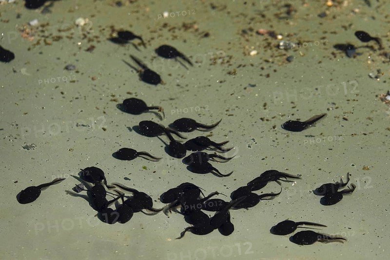 Tadpoles in a pond, April, Germany, Europe
