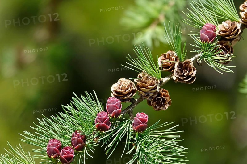 American Larch, spring, Germany, Europe