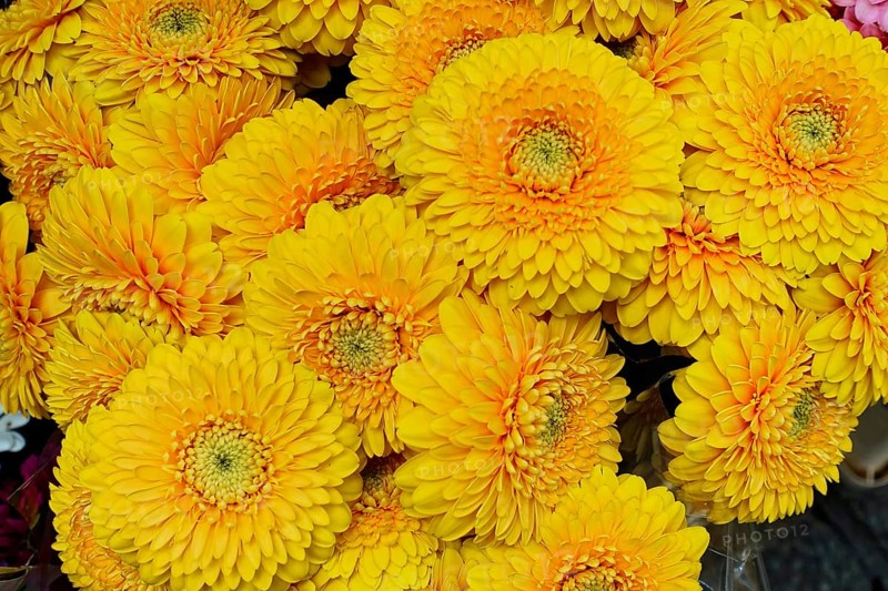 Macro shot of bright yellow Gerber daisy flowers, (Gerber daisy) flower sale, central station, Hamburg, Hanseatic City of Hamburg, Germany, Europe
