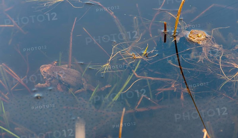 Two pairs of Common toads (Bufo bufo), male, female animals mating in clasping grip (Amplexus axillaris), swimming in a pond during mating season, one pair diving, fresh spawning strings of toads and spawning balls of Common frog (Rana temporaria) lying and hanging in the water between some stalks of aquatic plants, rushes in a pond, behaviour, reproduction, metamorphosis, Lueneburg Heath, Lower Saxony, Germany, Europe