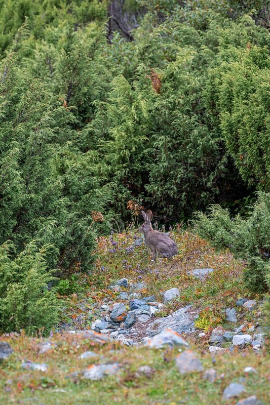 Hare, Terskey Ala Too, Tien-Shan Mountains, Kyrgyzstan, Asia