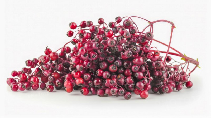 A cluster of ripe red elderberries with stems attached, suggesting freshness and abundance, AI generated