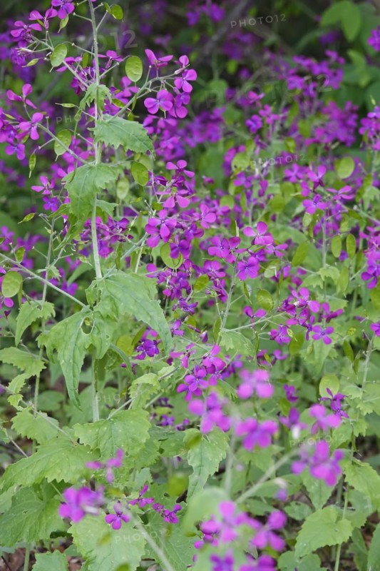 Creeping Jenny (Thlaspi arvense), spring, Germany, Europe