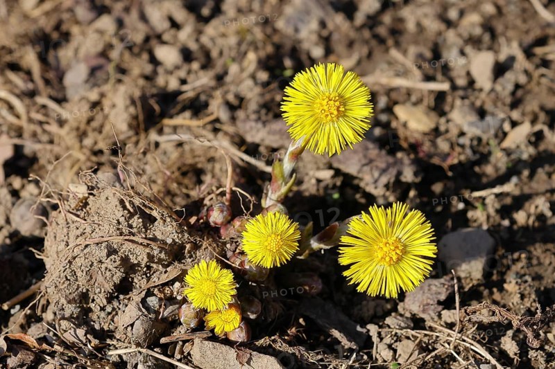 Coltsfoot (Tussilago farfara), close-up of a group of flowers by the wayside, Wilnsdorf, North Rhine-Westphalia, Germany, Europe