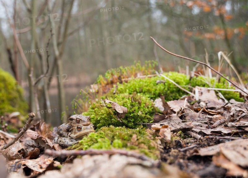 Search image with two mating Common toads (Bufo Bufo), male, female animal, pair sitting well camouflaged between moss and old leaves, clasping grip (Amplexus axillaris), forest and spawning waters in the background, spring migration, amphibian migration, toad migration, species protection, mating, mating behaviour, sex, reproduction, couple, behaviour, piggyback, carry, double-decker, transport, embrace, camouflage, camouflage colour, macro shot, close-up, Bockelsberg ponds, Lueneburg, Lower Saxony, Germany, Europe