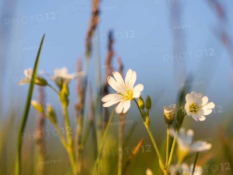 Field chickweed (Cerastium arvense), Leoben, Styria, Austria, Europe