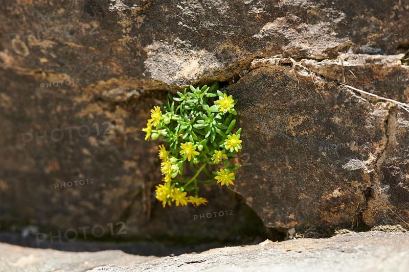 Yellow mountain saxifrage (Saxifraga aizoides) blooming in the mountains at Hochalpenstrasse, Pinzgau, Salzburg, Austria, Europe