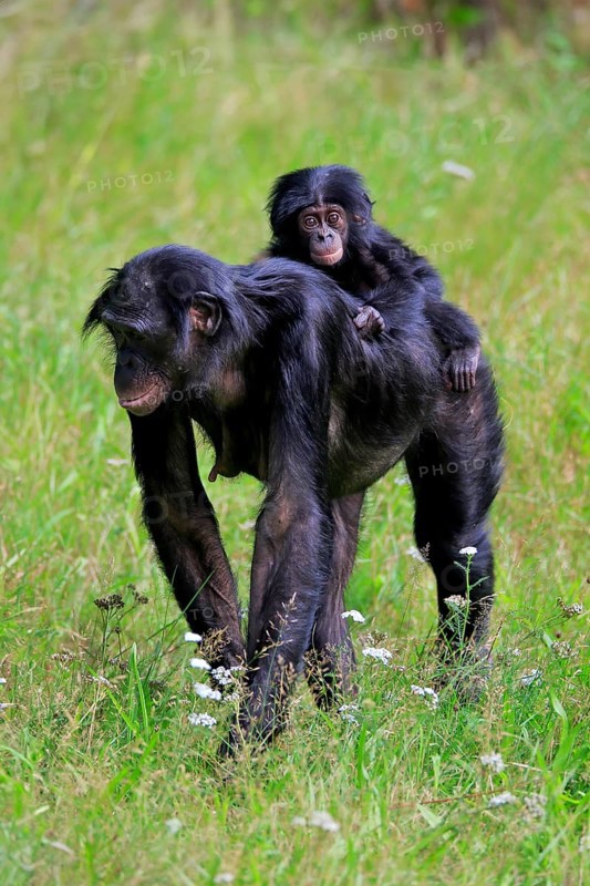 Bonobo, bonobo (Pan Paniscus), female, adult, young animal, foraging, Great ape, Primate, chimpanzee, captive