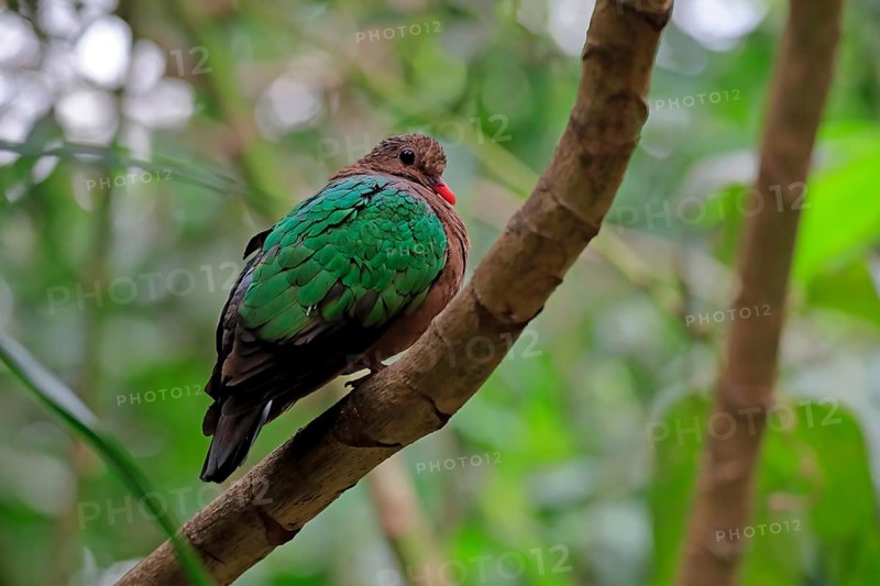 Common emerald dove (Chalcophaps indica), adult, perch, vigilant, captive, Southeast Asia