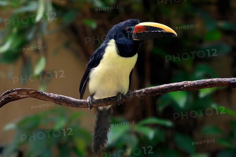 Green aracari (Pteroglossus viridis), adult, on tree, captive, South America