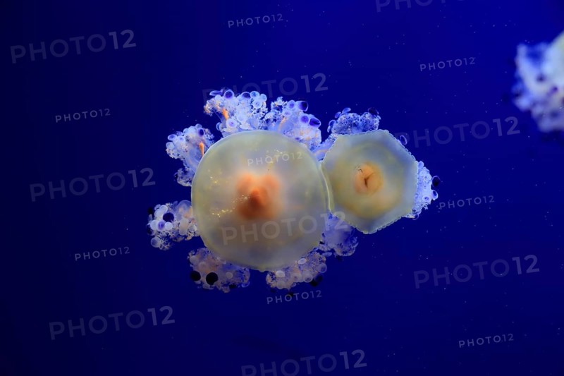 Fried egg jellyfish (Cotylorhiza tuberculata), in water, captive, Mediterranean Sea