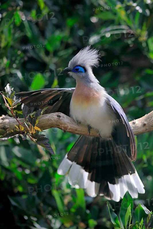 Crested coua (Coua cristata), Crested coua, adult, perch, captive, Madagascar, Africa