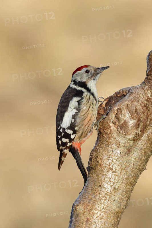 Middle spotted woodpecker (Dendrocopos medius) sitting at a water pot in a tree trunk, Animals, Birds, Woodpeckers, Wilnsdorf, North Rhine-Westphalia, Germany, Europe