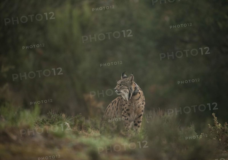 Pardell Lynx female, Iberian Lynx (Lynx pardinus), Extremadura, Castilla La Mancha, Spain, Europe