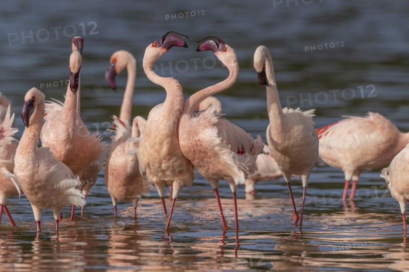 Lesser Flamingos (Phoeniconaias minor), Lake Ndutu, Ndutu Conservation Area, Tanzania, Africa