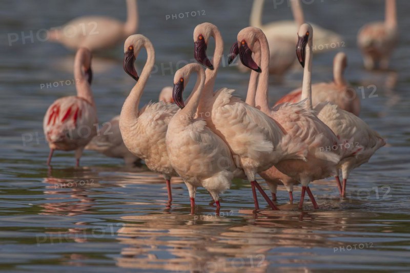 Lesser Flamingos (Phoeniconaias minor), Lake Ndutu, Ndutu Conservation Area, Tanzania, Africa
