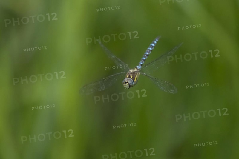 Migrant hawker dragonfly (Aeshna mixta) adult in flight, England, United Kingdom, Europe
