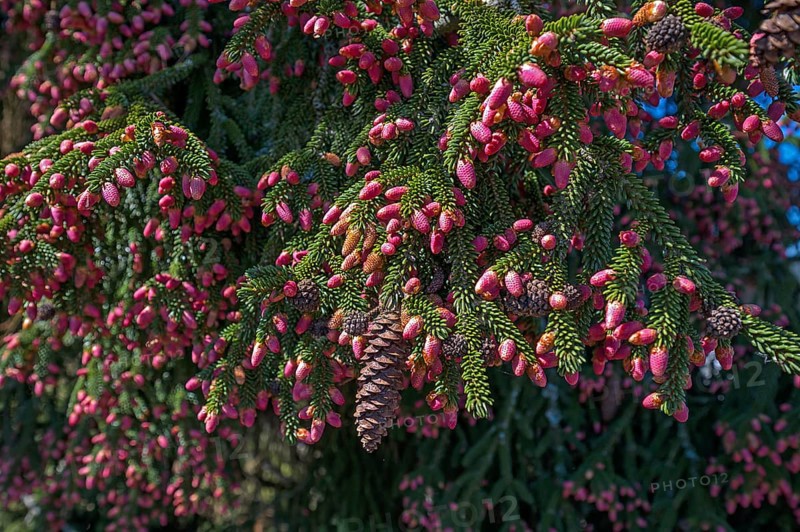 Blossoms of a Caucasian spruce (Picea orientalis), Bavaria, Germany, Europe