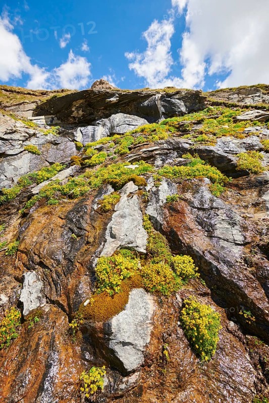 Yellow mountain saxifrage (Saxifraga aizoides) blooming in the mountains at Hochalpenstrasse, Pinzgau, Salzburg, Austria, Europe
