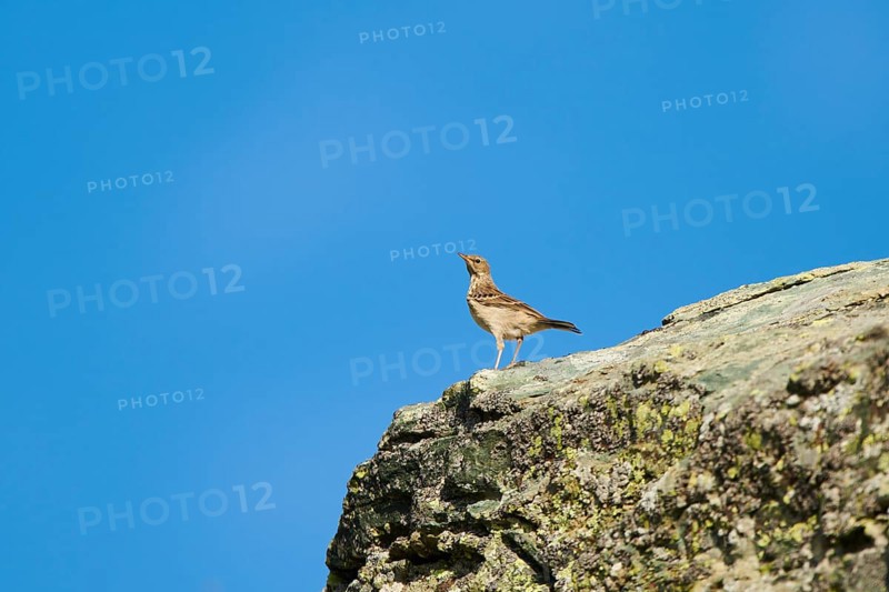 Water pipit (Anthus spinoletta) in the mountains at Hochalpenstrasse, Kaernten, Austria, Europe
