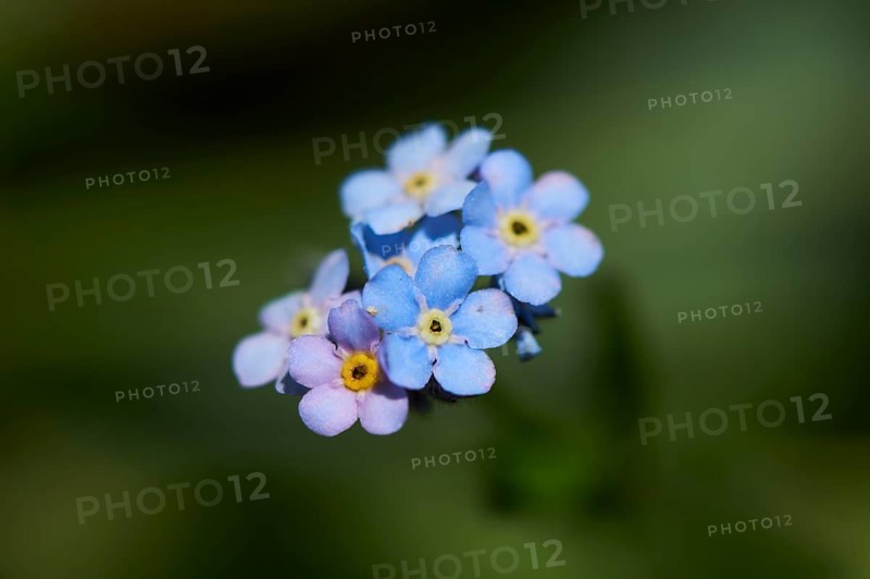 Wood forget-me-not (Myosotis sylvatica) blooming in the mountains at Hochalpenstrasse, Pinzgau, Salzburg, Austria, Europe