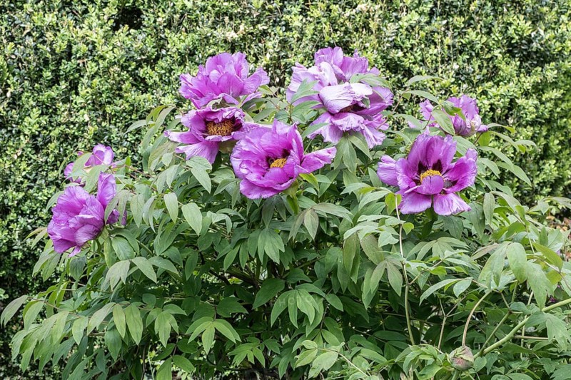 Tree peony (Paeonia suffruticosa), Weimar, Thuringia, Germany, Europe