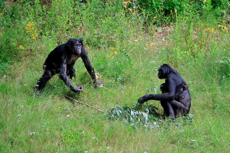 Bonobo, bonobo (Pan Paniscus), female, adult, young animal, male, family, Great ape, Primate, chimpanzee, captive