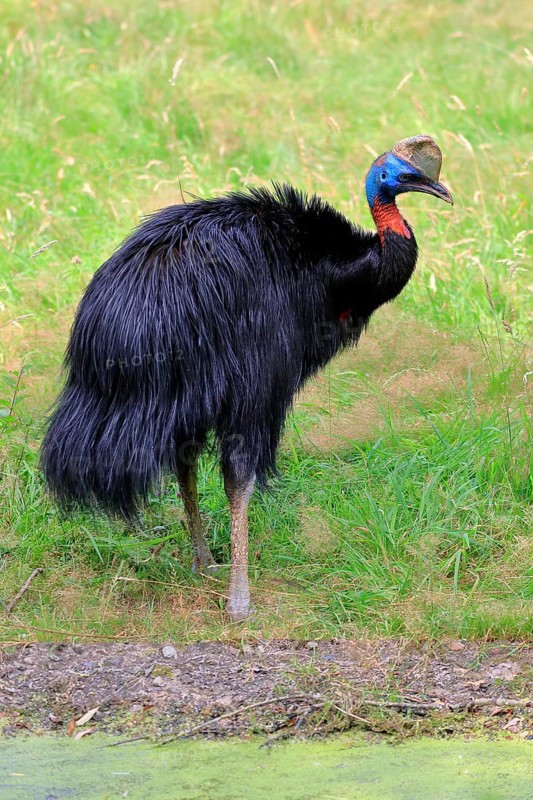 Northern cassowary (Casuarius unappendiculatus), adult, foraging, captive, Papua New Guinea, Oceania