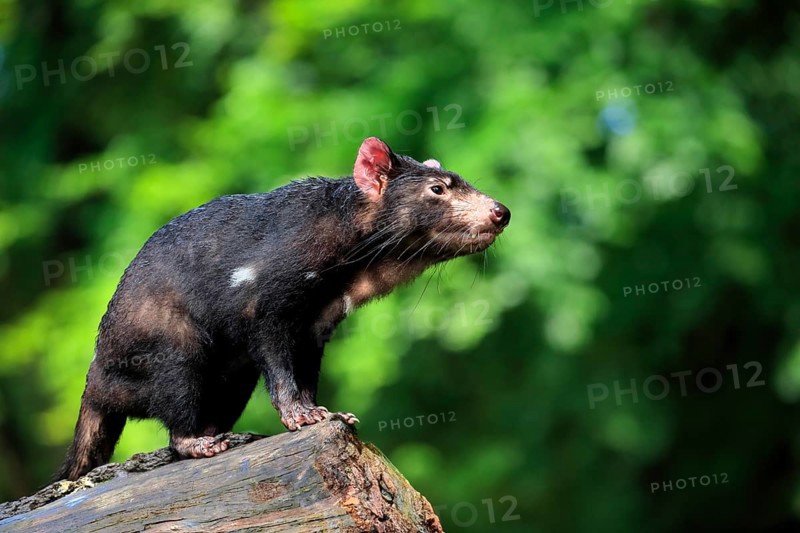 Tasmanian devil (Sarcophilus harrisii), adult, vigilant, on tree trunk, captive, Tasmania, Australia, Oceania