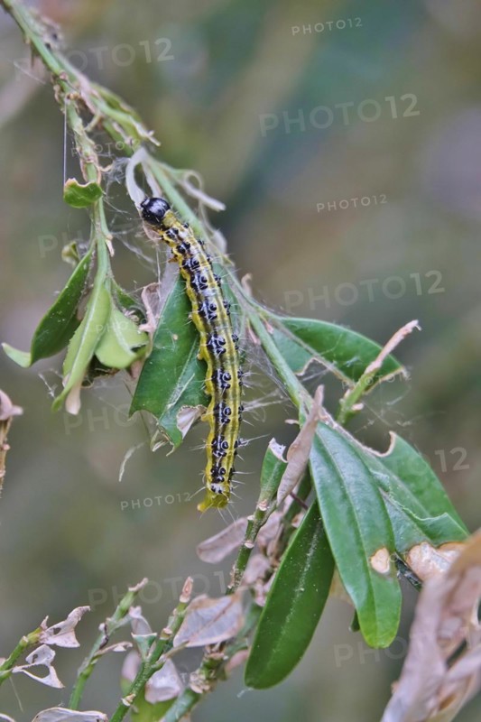 Box tree moth (Buxus sempervirens), spring, Germany, Europe