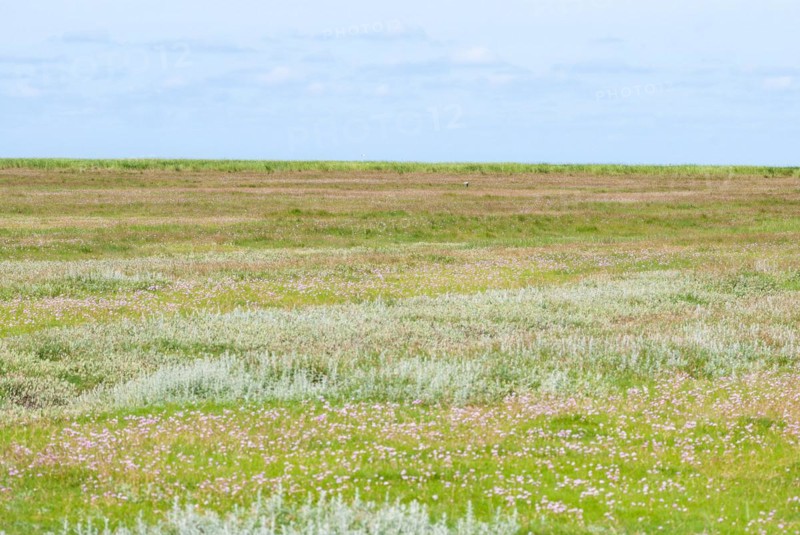 Salt marshes with many Sea thrift (Armeria maritima), also known as Lady's Cushion, Flower of the Year 2024, many delicate, purple (violet, pink) flowers, endangered species, endangered species, species protection, nature conservation, view to the horizon under a wide sky, Westerhever, Eiderstedt Peninsula, Schleswig-Holstein, Germany, Europe