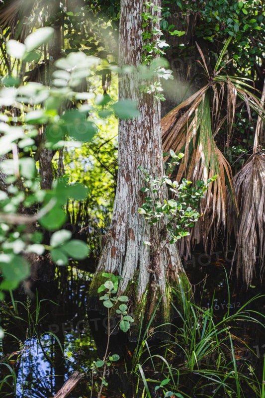 Kirby Storter Roadside Park, Tamiami Trail East, Ochopee, Everglades, Florida, USA, North America