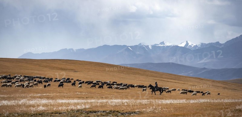 Nomadic life on a plateau, shepherd on horse, flock of sheep, dramatic high mountains, Tian Shan Mountains, Jety Oguz, Kyrgyzstan, Asia