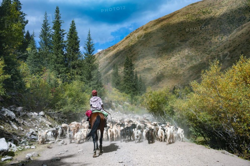 Riders driving a large flock of sheep on the road, Karkyra valley, Tuep rayon, Kyrgyzstan, Asia