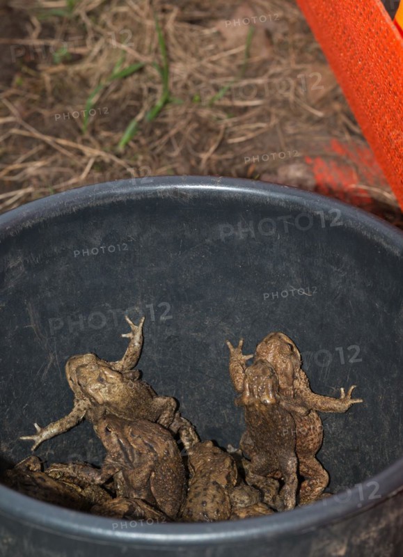 Common toads (Bufo Bufo), males, females, pairs in amplexus and single animals in a bucket next to an amphibian fence in the colour orange, protective fence, barrier, amphibians trying to escape from the bucket, protection, rescue, caught, trap, amphibian migration, toad fence, toad migration, species protection, animal welfare, mating, behaviour, danger, caught, trap, Lower Saxony, Germany, Europe