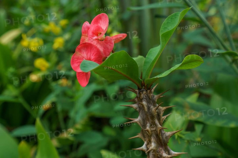 Image of amazing blooming cactus in tropical garden. Thailand