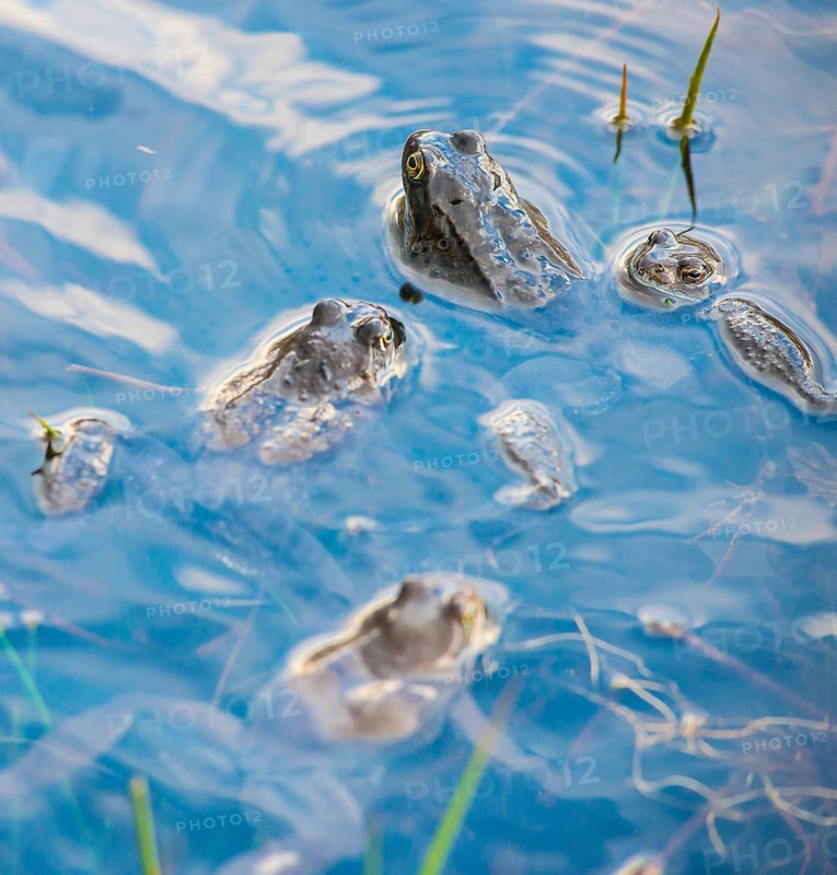 Common frog (Rana temporaria), amphibian of the year 2018, several animals swimming in a pond with fresh spawning balls during mating season, surrounded by a few stalks of aquatic plants, rushes in a pond, reflection of the blue sky on the water surface, frog spawn, behaviour, reproduction, metamorphosis, Lueneburg Heath, Lower Saxony, Germany, Europe