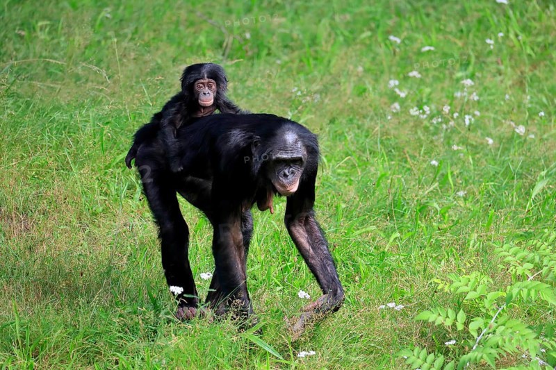 Bonobo, bonobo (Pan Paniscus), female, adult, young animal, foraging, Great ape, Primate, chimpanzee, captive