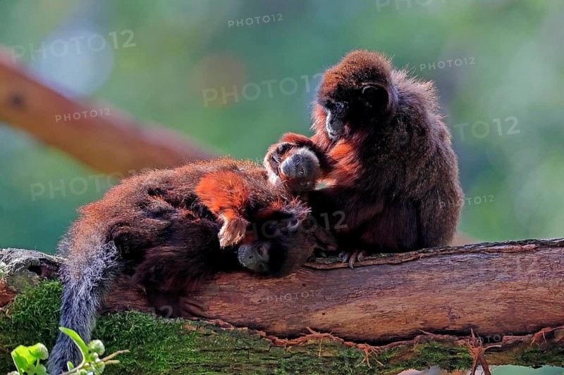 Coppery titi (Plecturocebus cupreus), adult, female, young animal, grooming, on tree, three animals, alert, captive, South America